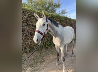 Trakehner, Hongre, 3 Ans, 175 cm, Gris