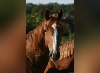 Trakehner, Hongre, 3 Ans, Alezan brûlé