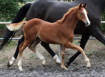 Trakehner, Hongre, 3 Ans, Alezan