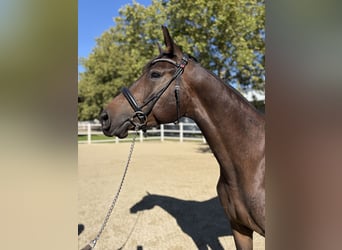 Trakehner, Hongre, 4 Ans, 155 cm, Bai brun