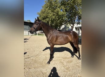 Trakehner, Hongre, 4 Ans, 155 cm, Bai brun