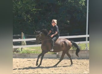 Trakehner, Hongre, 4 Ans, 163 cm, Bai brun foncé