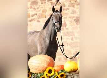 Trakehner, Hongre, 4 Ans, 163 cm, Gris