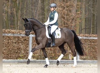 Trakehner, Hongre, 4 Ans, 164 cm, Bai brun