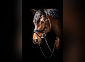 Trakehner, Hongre, 4 Ans, 164 cm, Bai brun