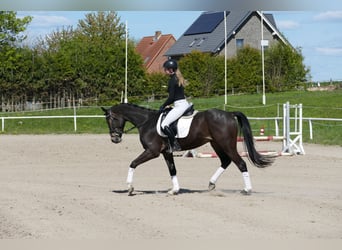 Trakehner, Hongre, 4 Ans, 164 cm, Bai brun foncé