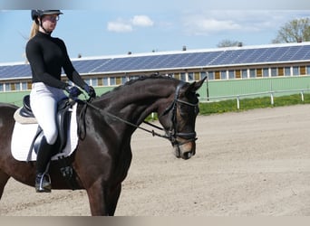 Trakehner, Hongre, 4 Ans, 164 cm, Bai brun foncé