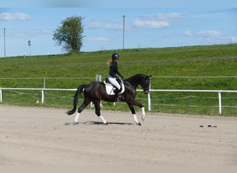 Trakehner, Hongre, 4 Ans, 164 cm, Bai brun foncé