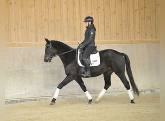 Trakehner, Hongre, 4 Ans, 164 cm, Bai brun foncé