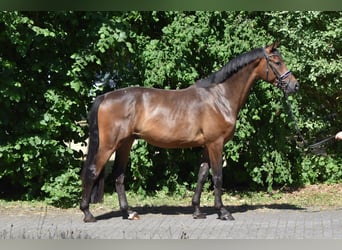 Trakehner, Hongre, 4 Ans, 165 cm, Bai
