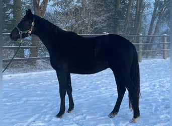 Trakehner, Hongre, 4 Ans, 165 cm, Noir