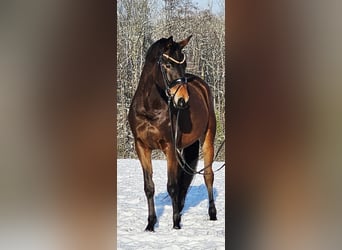 Trakehner, Hongre, 4 Ans, 166 cm, Bai