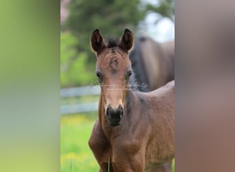 Trakehner, Hongre, 4 Ans, 166 cm, Bai