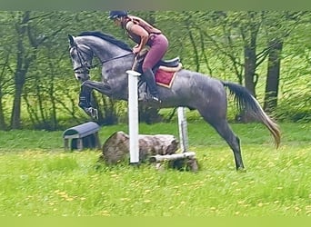 Trakehner, Hongre, 4 Ans, 166 cm, Gris