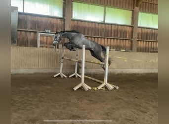 Trakehner, Hongre, 4 Ans, 166 cm, Gris