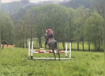 Trakehner, Hongre, 4 Ans, 166 cm, Gris
