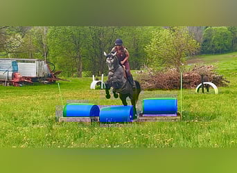 Trakehner, Hongre, 4 Ans, 166 cm, Gris