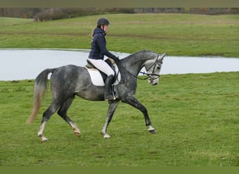 Trakehner, Hongre, 4 Ans, 166 cm, Gris