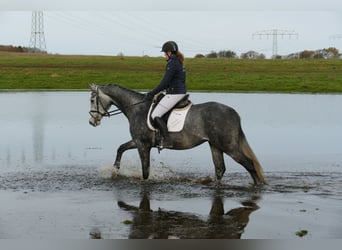 Trakehner, Hongre, 4 Ans, 166 cm, Gris