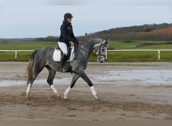 Trakehner, Hongre, 4 Ans, 166 cm, Gris