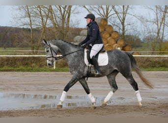 Trakehner, Hongre, 4 Ans, 166 cm, Gris