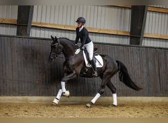 Trakehner, Hongre, 4 Ans, 166 cm, Noir