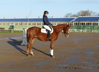 Trakehner, Hongre, 4 Ans, 167 cm, Alezan