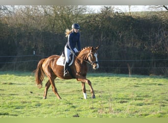 Trakehner, Hongre, 4 Ans, 167 cm, Alezan