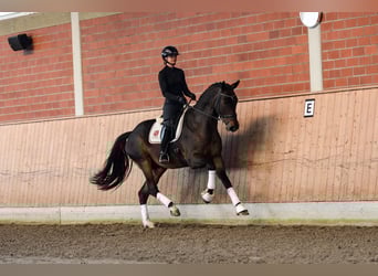 Trakehner, Hongre, 4 Ans, 167 cm, Bai