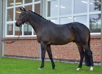 Trakehner, Hongre, 4 Ans, 167 cm, Bai