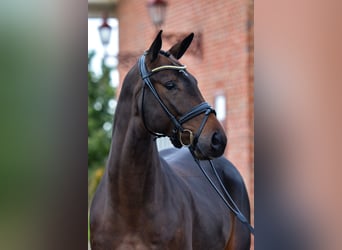Trakehner, Hongre, 4 Ans, 167 cm, Bai