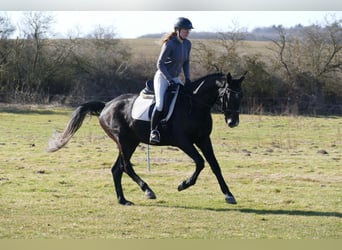 Trakehner, Hongre, 4 Ans, 167 cm
