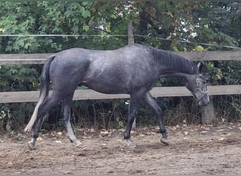 Trakehner, Hongre, 4 Ans, 167 cm, Gris