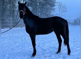 Trakehner, Hongre, 4 Ans, 167 cm, Noir