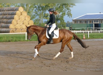 Trakehner, Hongre, 4 Ans, 168 cm, Alezan brûlé