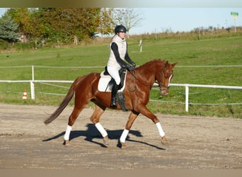 Trakehner, Hongre, 4 Ans, 168 cm, Alezan