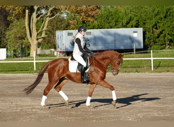 Trakehner, Hongre, 4 Ans, 168 cm, Alezan