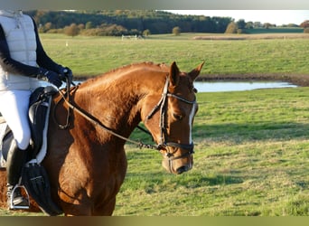 Trakehner, Hongre, 4 Ans, 168 cm, Alezan