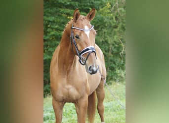 Trakehner, Hongre, 4 Ans, 168 cm, Alezan