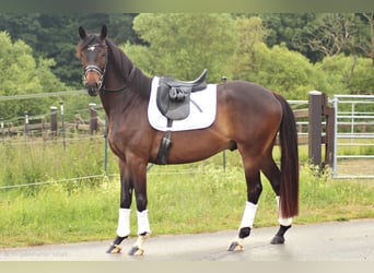 Trakehner, Hongre, 4 Ans, 168 cm, Bai brun