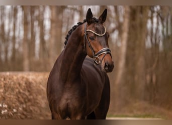 Trakehner, Hongre, 4 Ans, 168 cm, Bai brun