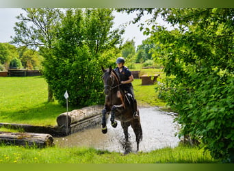 Trakehner, Hongre, 4 Ans, 168 cm, Bai brun foncé