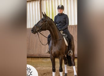 Trakehner, Hongre, 4 Ans, 168 cm, Bai brun foncé