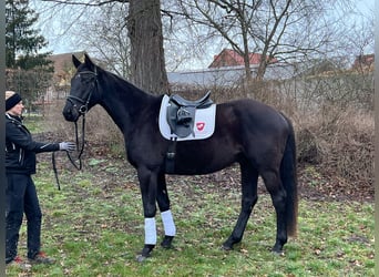 Trakehner, Hongre, 4 Ans, 168 cm, Bai brun foncé