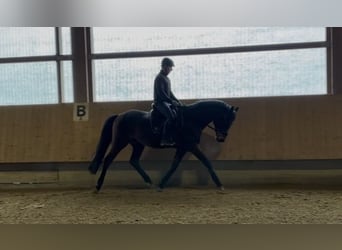 Trakehner, Hongre, 4 Ans, 168 cm, Bai