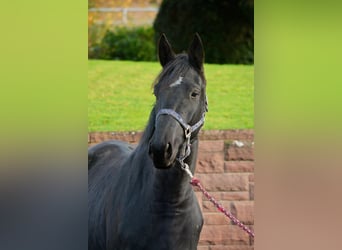 Trakehner, Hongre, 4 Ans, 168 cm, Noir