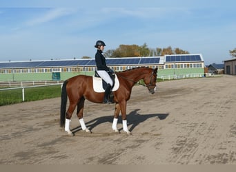 Trakehner, Hongre, 4 Ans, 169 cm, Bai