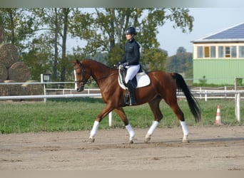 Trakehner, Hongre, 4 Ans, 169 cm, Bai