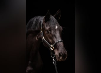 Trakehner, Hongre, 4 Ans, 169 cm, Noir