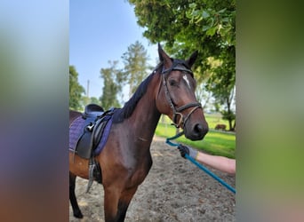 Trakehner, Hongre, 4 Ans, 170 cm